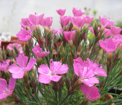 Dianthus 'Eileen Lever'